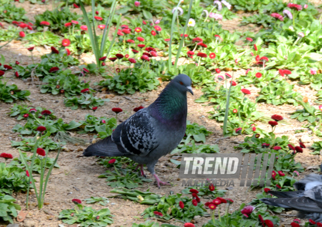 Spring in Baku. Azerbaijan, Baku, 20 apr. 2016